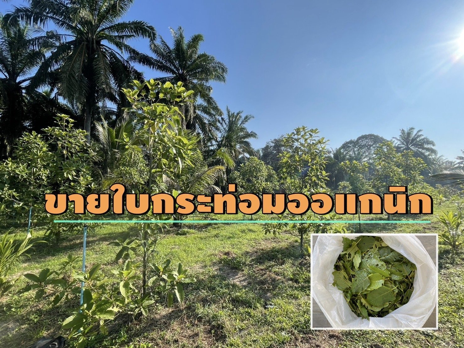 ขายใบกระท่อมสด(ก้านแดง) ไม่ฉีดสารเคมี-ปลอดภัย 100%  ขายใบกระท่อมสด(ก้านแดง) ไม่ฉีดสารเคมี-ปลอดภัย 100%