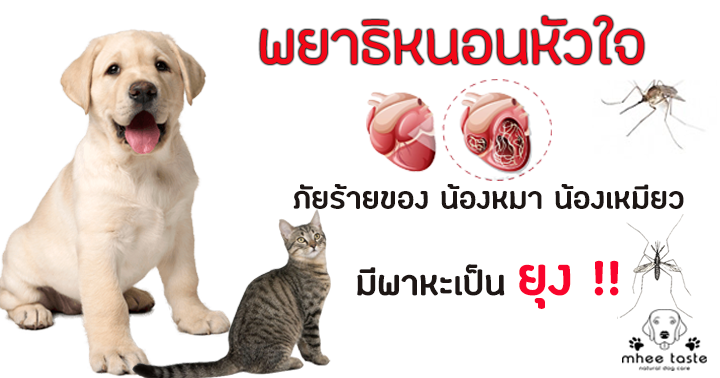 พยาธิหนอนหัวใจ ภัยร้ายของ น้องหมา น้องเหมียว มีพาหะเป็น ยุง !