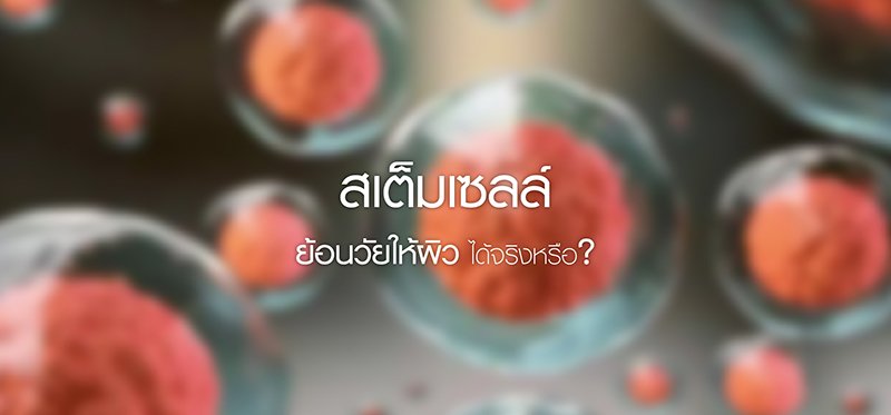 สเต็มเซลล์ ย้อนวัยให้ผิวได้หรือไม่? สเต็มเซลล์ ย้อนวัยให้ผิวได้หรือไม่?