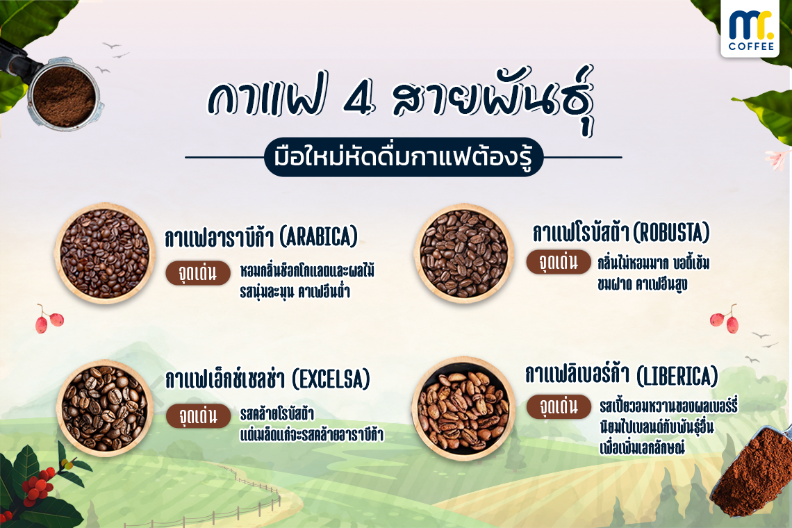 กาแฟ 4 สายพันธุ์ มือใหม่หัดดื่มกาแฟต้องรู้!! กาแฟ 4 สายพันธุ์ มือใหม่หัดดื่มกาแฟต้องรู้!!