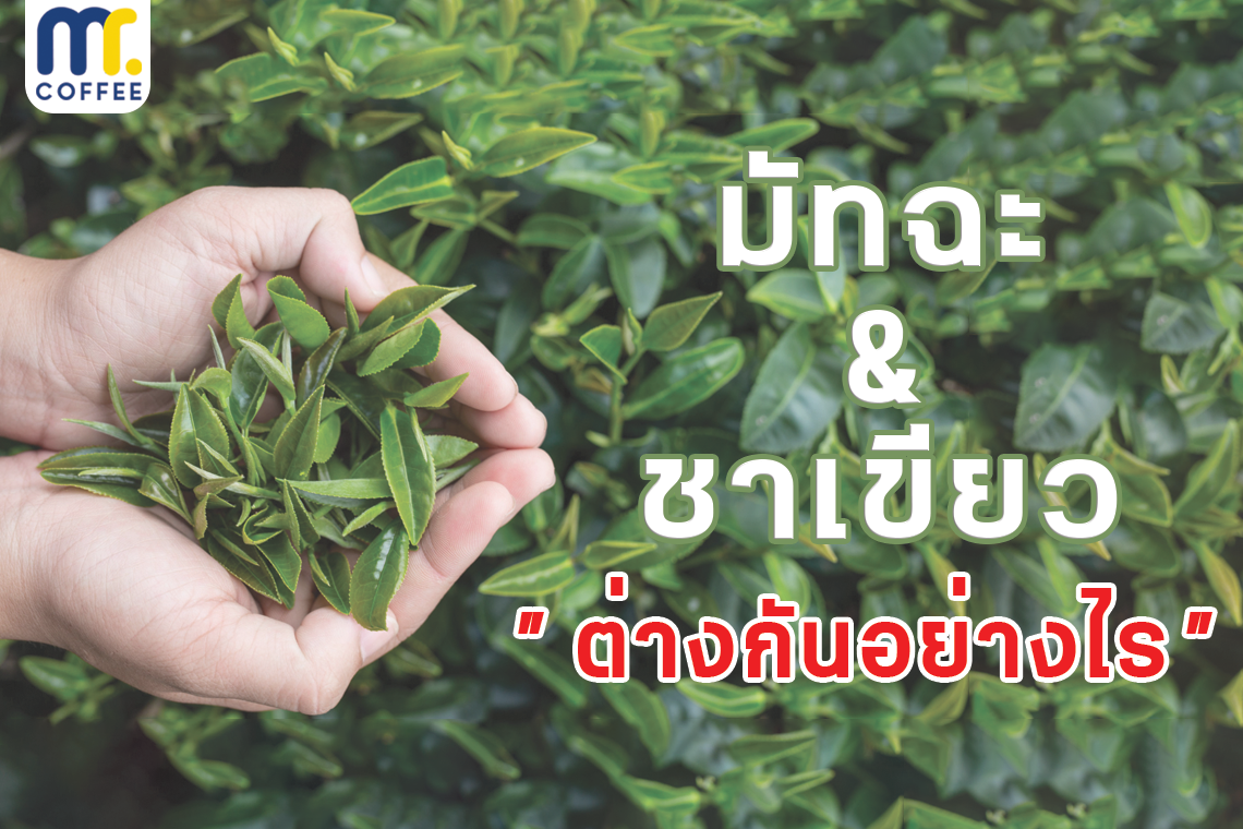 มัทฉะ & ชาเขียว "ต่างกันอย่างไร" มัทฉะ & ชาเขียว "ต่างกันอย่างไร"