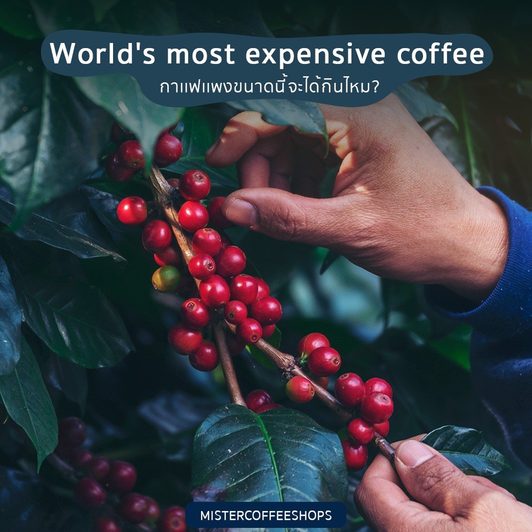 World's most expensive coffee  ราคากาเเฟเเพงขนาดนี้จะได้กินไหม? World's most expensive coffee  ราคากาเเฟเเพงขนาดนี้จะได้กินไหม?