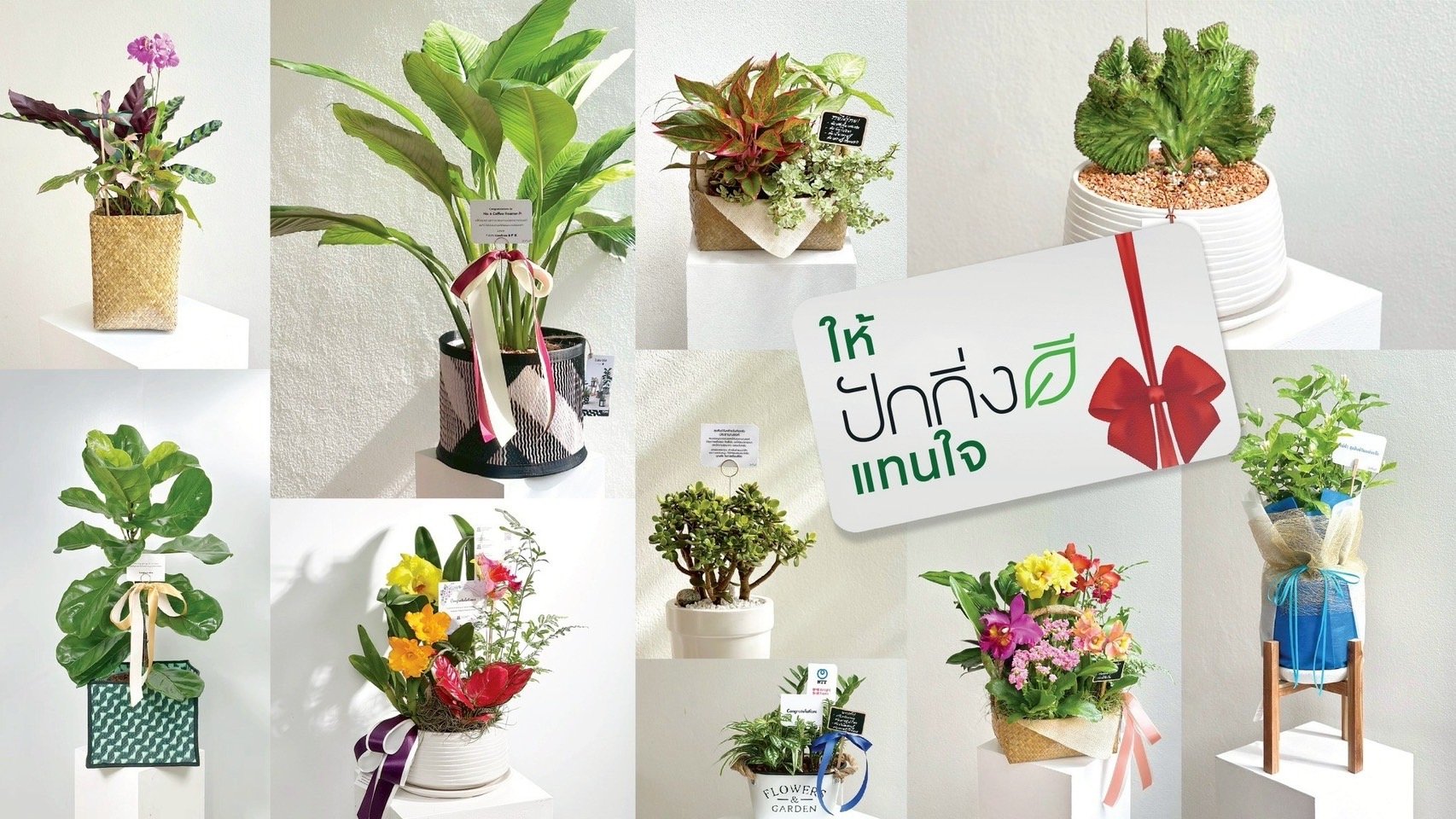 คนโฆษณาและภาพยนตร์ รวมตัวเปิดแบรนด์แห่งชีวิต "ปักกิ่งดี" ที่จะเป็นทางเลือกใหม่ในทุกโอกาส