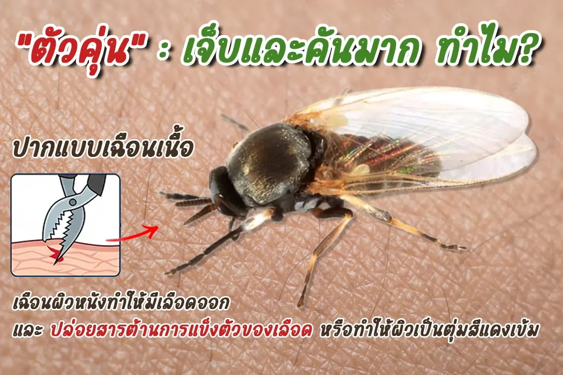 ตัวคุ่น infographic