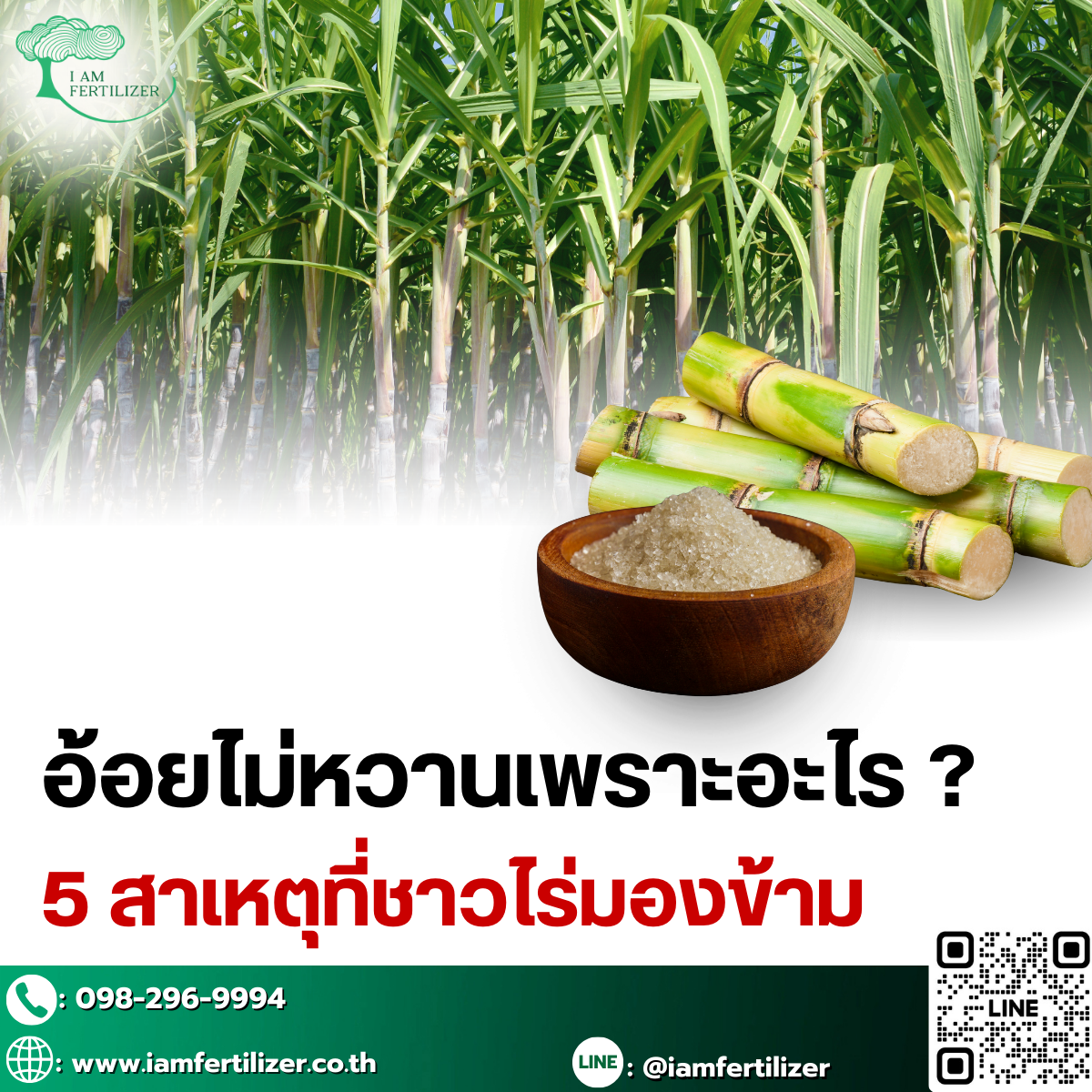 อ้อยไม่หวานเพราะอะไร ???  5 สาเหตุที่ชาวไร่มองข้าม !!!