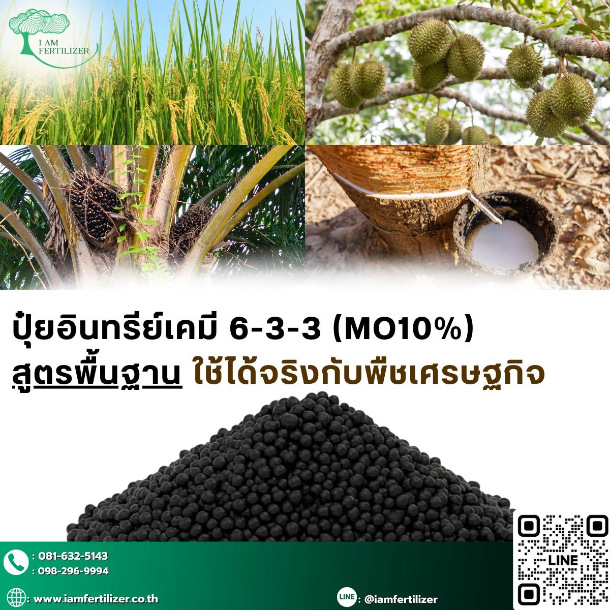 4 พืชเศรษฐกิจหลักของไทย