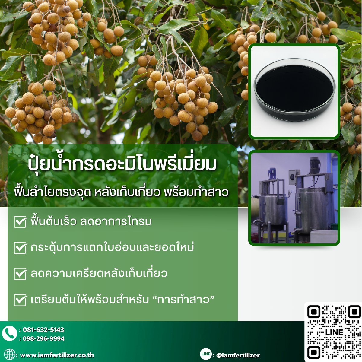 ปุ๋ยน้ำกรดอะมิโนพรีเมี่ยม ฟื้นลำไยตรงจุด หลังเก็บเกี่ยว พร้อมทำสาว