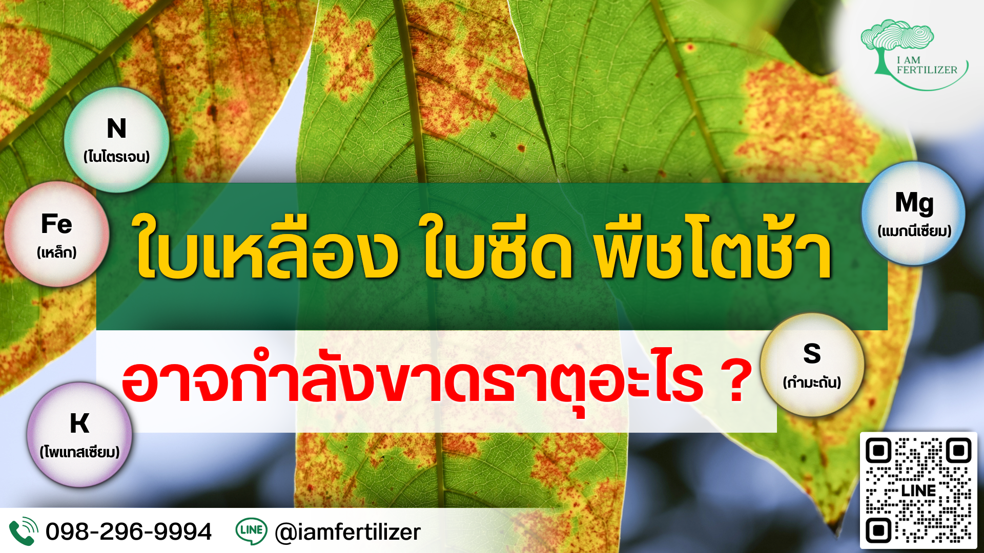 ใบเหลือง ใบซีด พืชโตช้า อาจกำลังขาดธาตุอะไร?