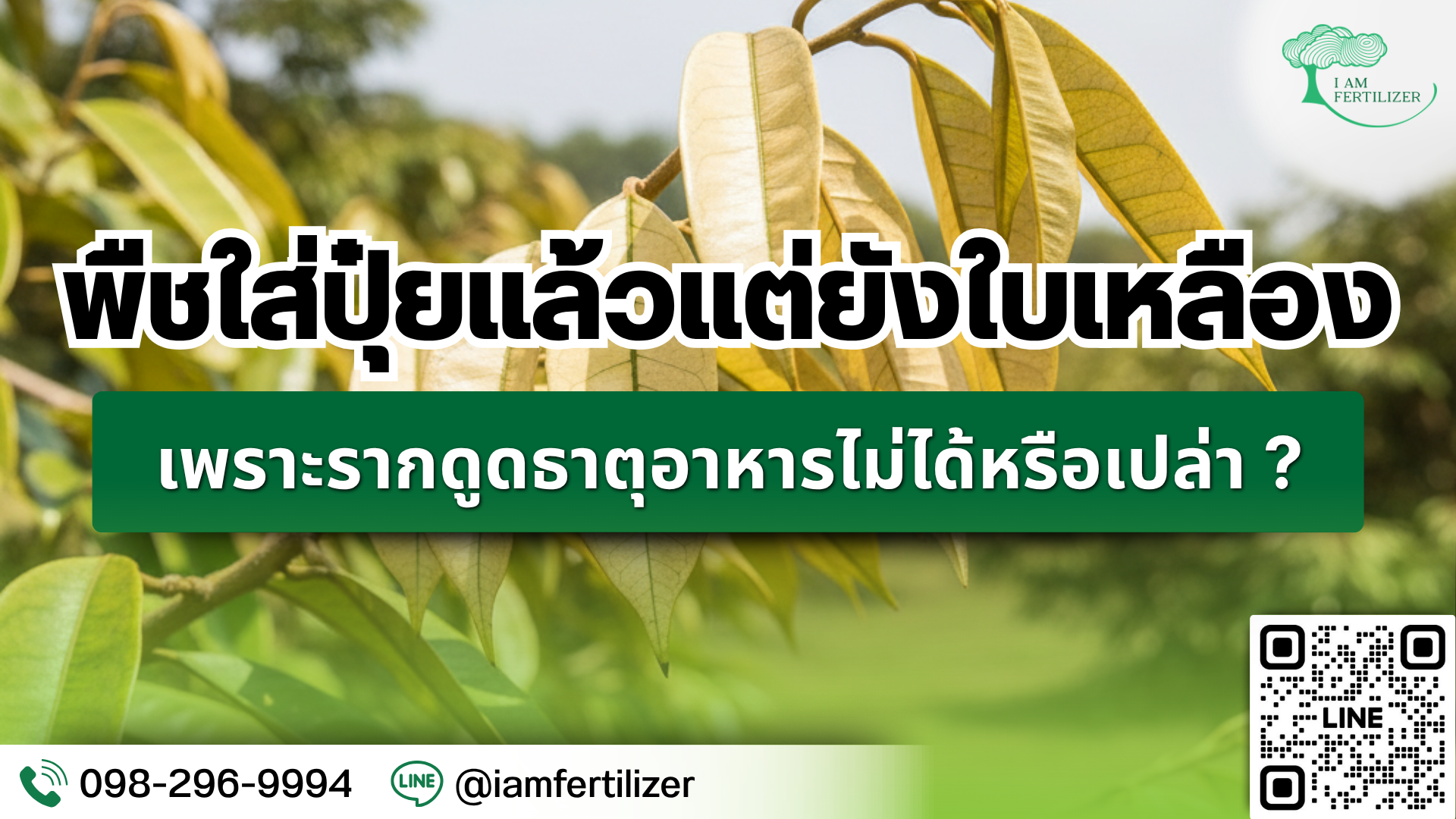 พืชใส่ปุ๋ยแล้วแต่ยังใบเหลือง เพราะรากดูดธาตุอาหารไม่ได้หรือเปล่า?