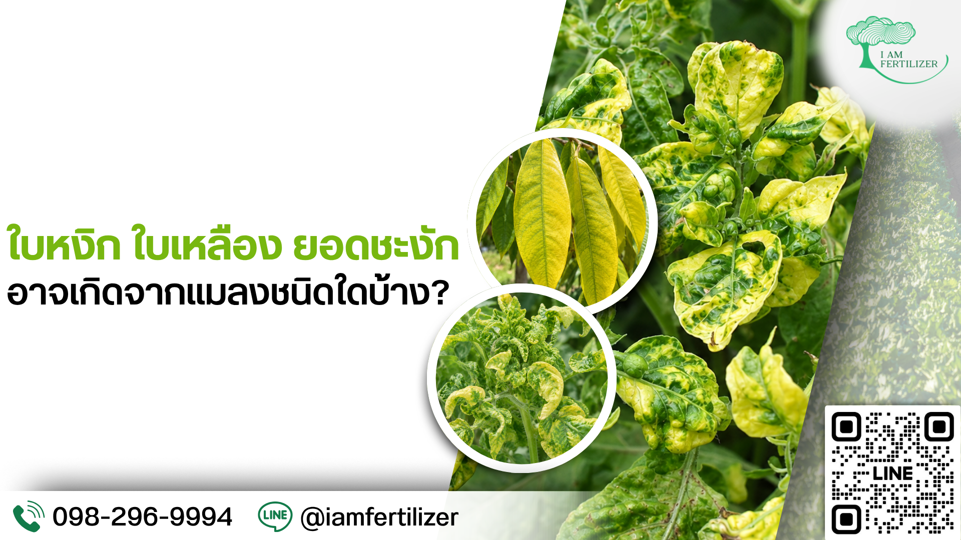 ใบหงิก ใบเหลือง ยอดชะงัก อาจเกิดจากแมลงชนิดใดบ้าง?