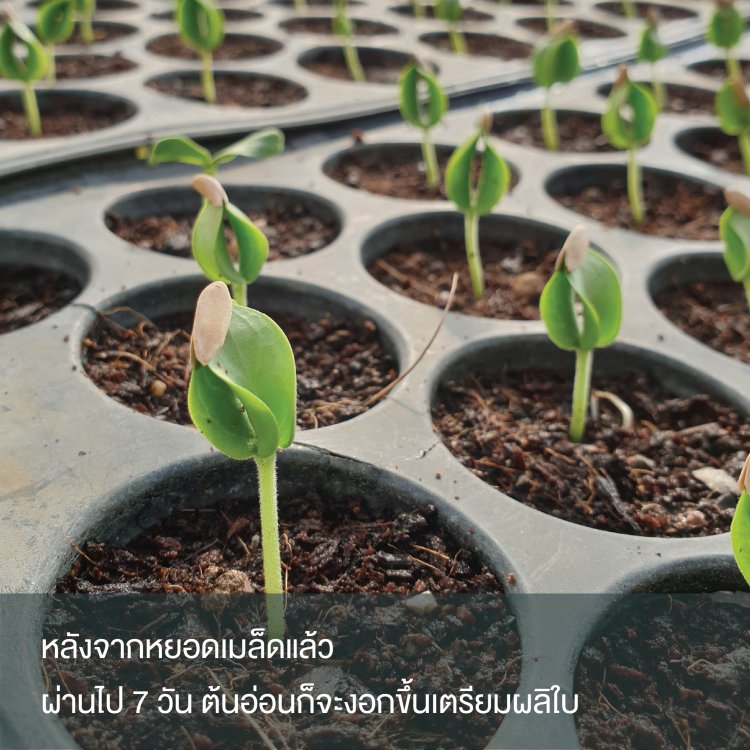 ต้นอ่อน ต้นกล้า เมล่อน