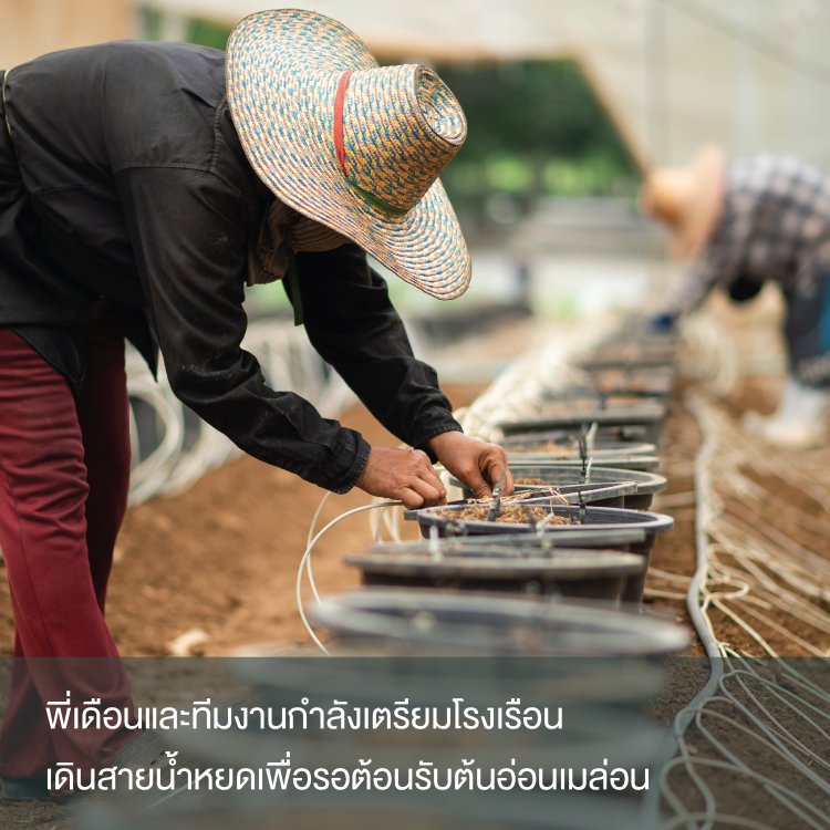 เตรียมโรงเรือนเมล่อน