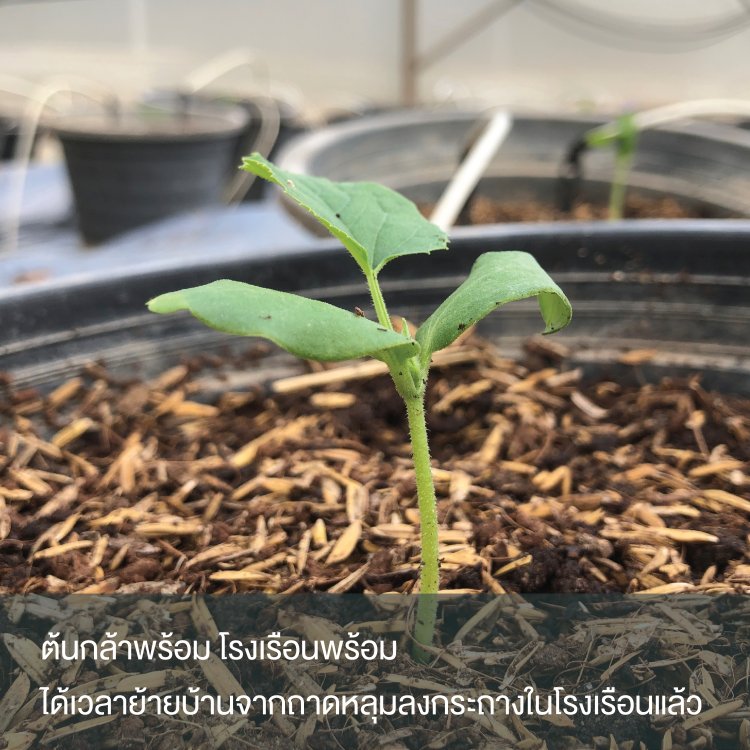 ต้นเมล่อน