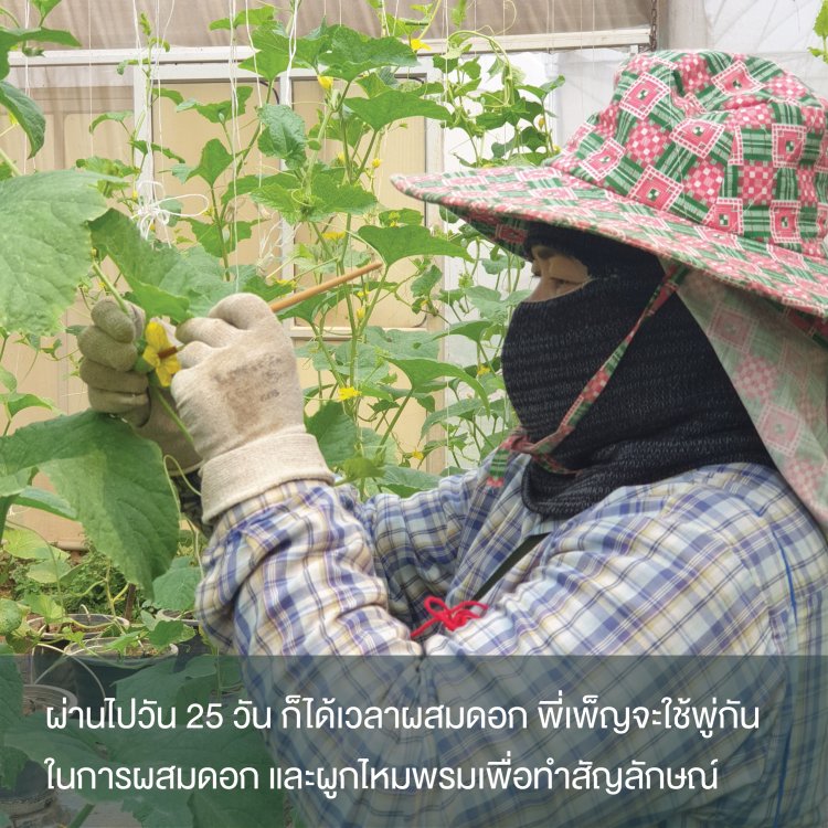 ผสมดอกเมล่อน