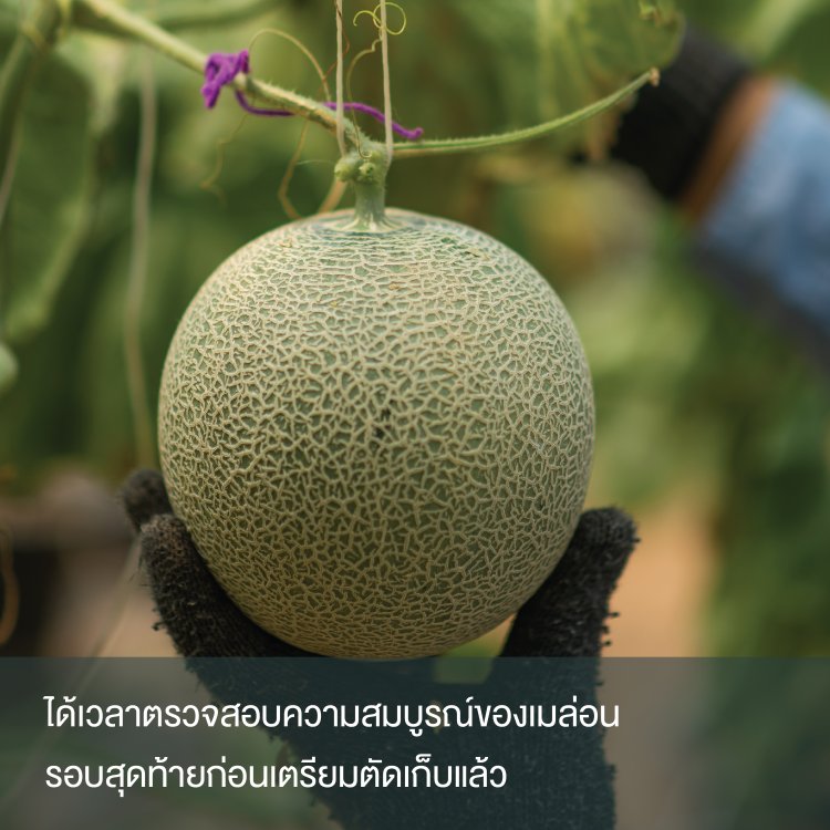 เมล่อนญี่ปุ่น