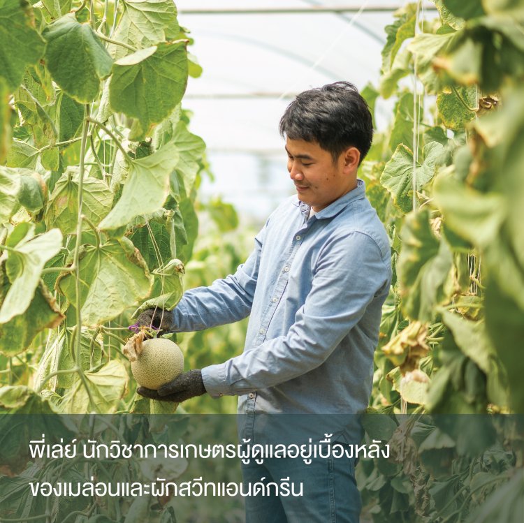 เมล่อนญี่ปุ่น