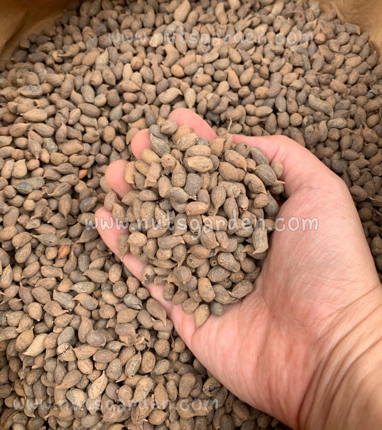 เมล็ดถั่วบราซิล 