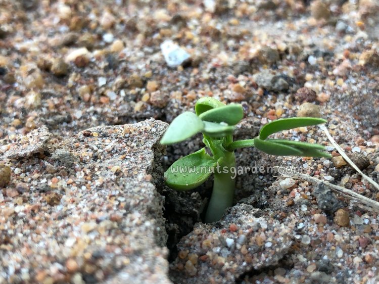 ถั่วบราซิล ที่เติบโตจากเมล็ดกำลังโผล่พ้นดิน