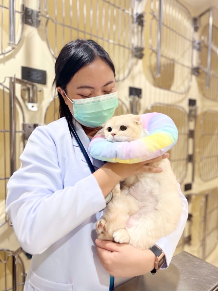 ศูนย์โรคแมว