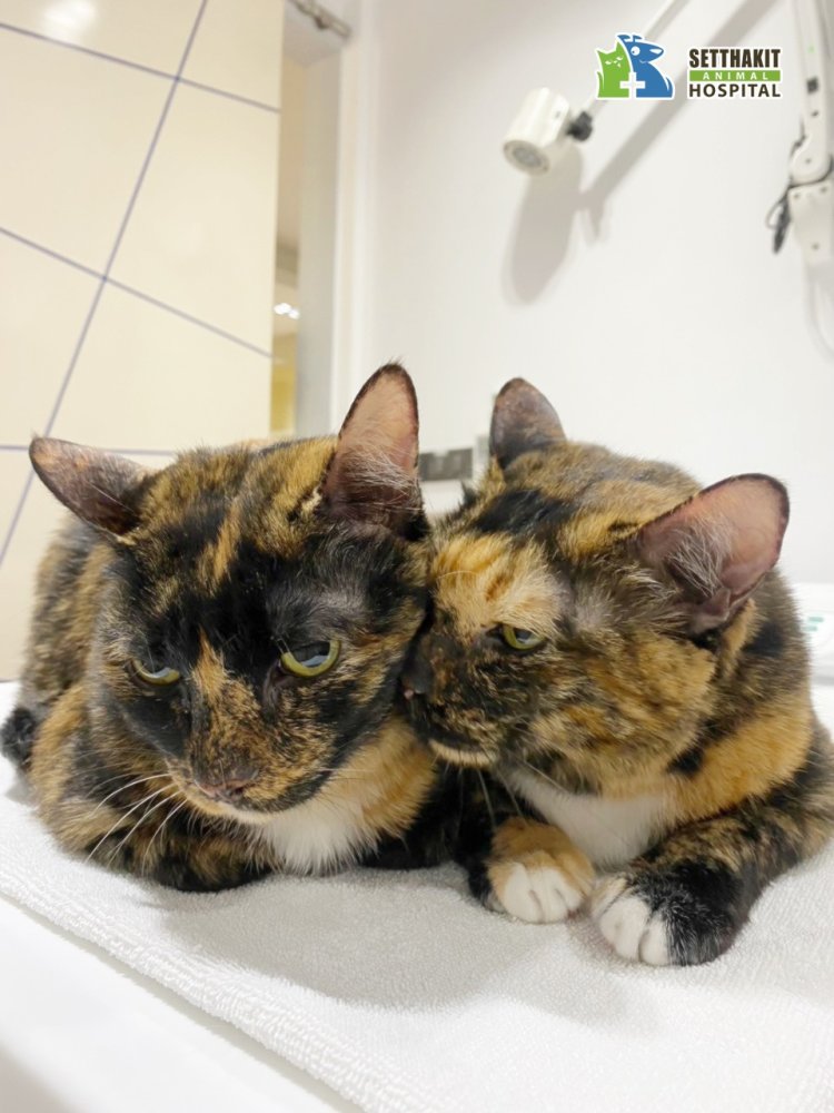 ศูนย์โรคแมว