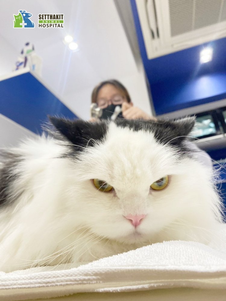 ศูนย์โรคแมว