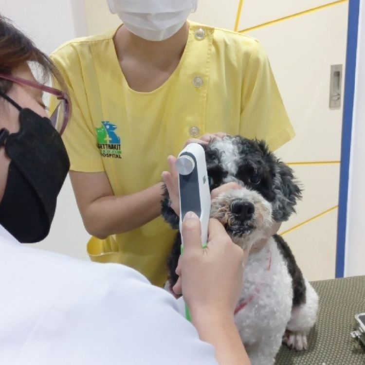 น้องฟูจิ มาตรวจตากับคุณหมอธัญชนก สุวกูล (เฉพาะทางโรคตา)