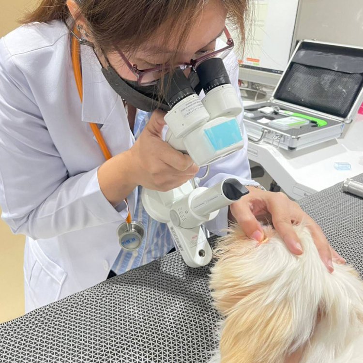 น้องเต้าหู้ มีนัดตรวจตากับคุณหมอพั้นช์ (สพ.ญ.ธัญชนก สุวกูล)ครั้งที่แล้วมีอาการตาเจ็บเจ้าของไม่ทราบว่าน้องโดนอะไรมาแล้วมาพบคุณหมอพั้นช์ครั้งนี้อาการดีขึ้น ลืมตาได้ดี ดูไม่เจ็บ เพราะเจ้าของหยดตาได้ตามตารางหยดตาของคุณหมอค่ะ