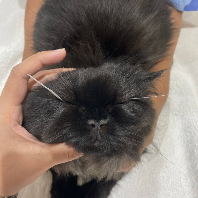 น้องโซบะ มีนัดตรวจตาซ้ำกับหมอพั้นช์ (สพ.ญ.ธัญชนก สุวกูล) ก่อนหน้านี้น้องอาการตาปิด โดยไม่ทราบสาเหตุ และมารักษากับหมอพั้นช์ตลอดในช่วง1เดือนที่ผ่านมา ตอนนี้น้องอากทรดีขึ้นแล้ว ไม่ต้องหยดตาแล้วค่ะ