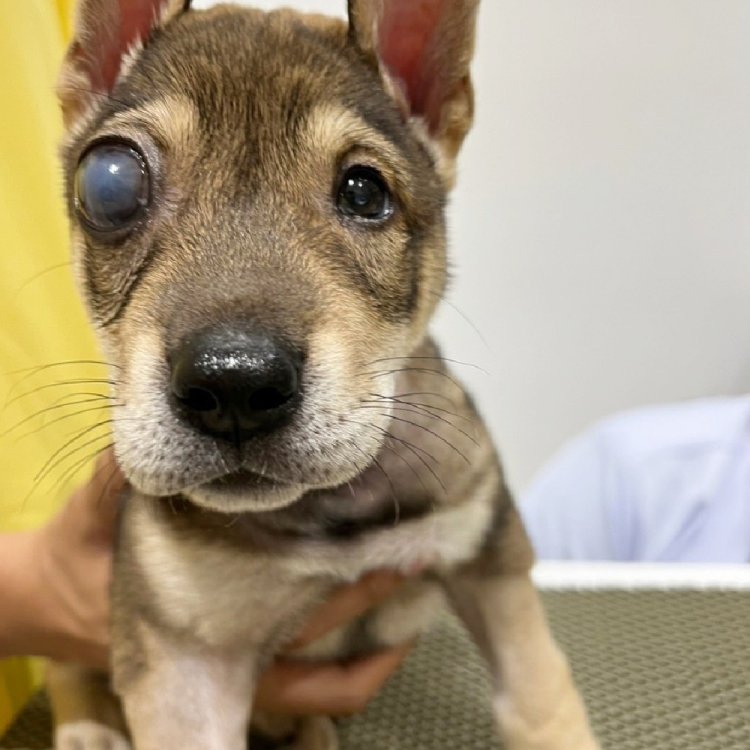 น้องปอเปี๊ยะ มาตรวจดวงตา  ศูนย์โรคตาในสัตว์เลี้ยง #โรงพยาบาลสัตว์เศรษฐกิจสัตวแพทย์  ให้บริการตรวจรักษา และให้คำปรึกษาปัญหาด้านโรคตาในสุนัขและแมว รวมถึง การผ่าตัดศัลยกรรมกระจกตา