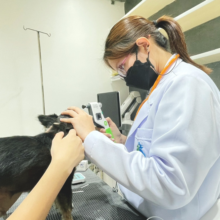 สุนัขตาบวมแดง 