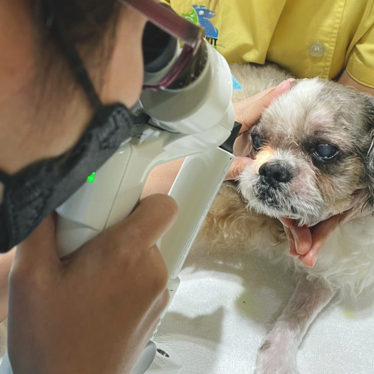 หมาตาเจ็บ