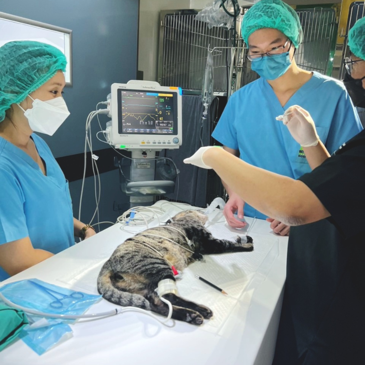 ผ่าตัดเนื้องอกแมว
