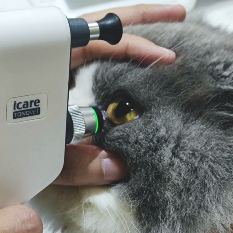 ตรวจตาแมว