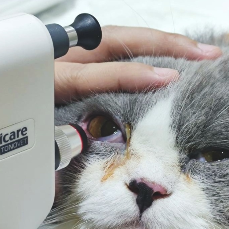 คราบน้ำตาสุนัขเกิดจากสาเหตุอะไร?