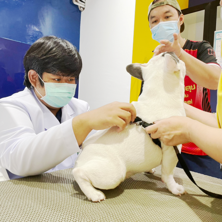 โรคผิวหนังในสุนัข