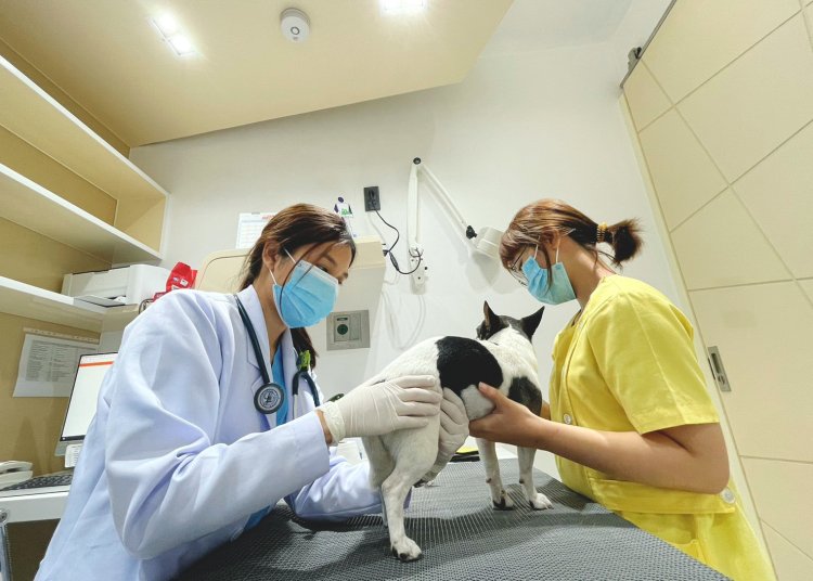 รักษาสุนัข บางแค รักษาสุนัข บางแค