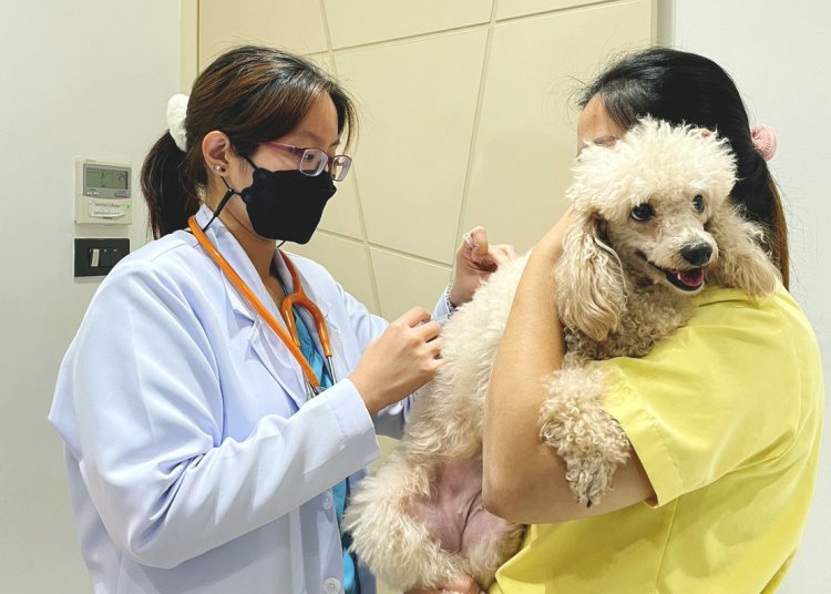 ฉีดวัคซีนสุนัข