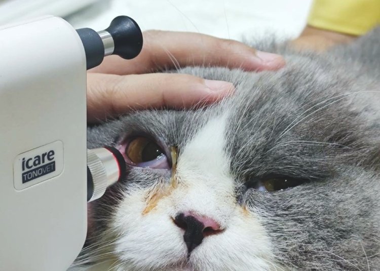 แมวตาแดง แมวตาแดง