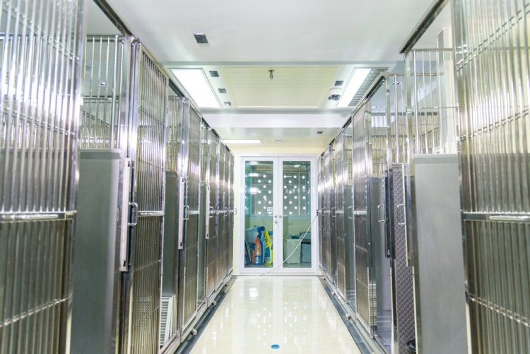 Ward Admid สำหรับแมว สามารถรองรับเคสสัตว์ป่วย ประเภทแมวได้.....