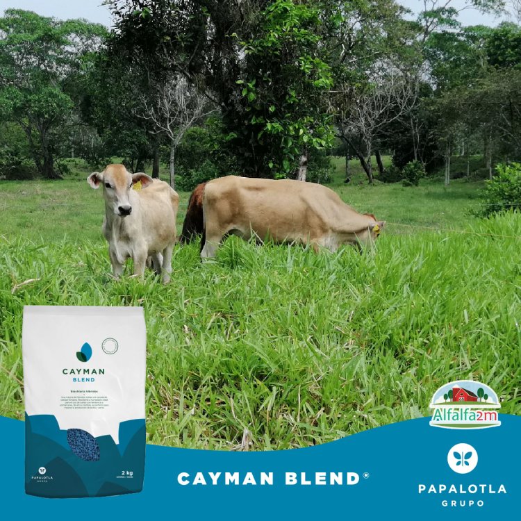 หญ้าอาหารสัตว์