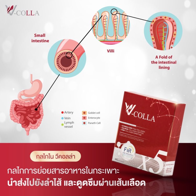 ดูดซึมสารอาหารในลำไส้