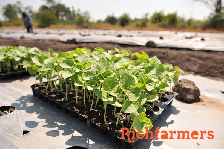 ต้นกล้าเมล่อน รวยด้วยเกษตร