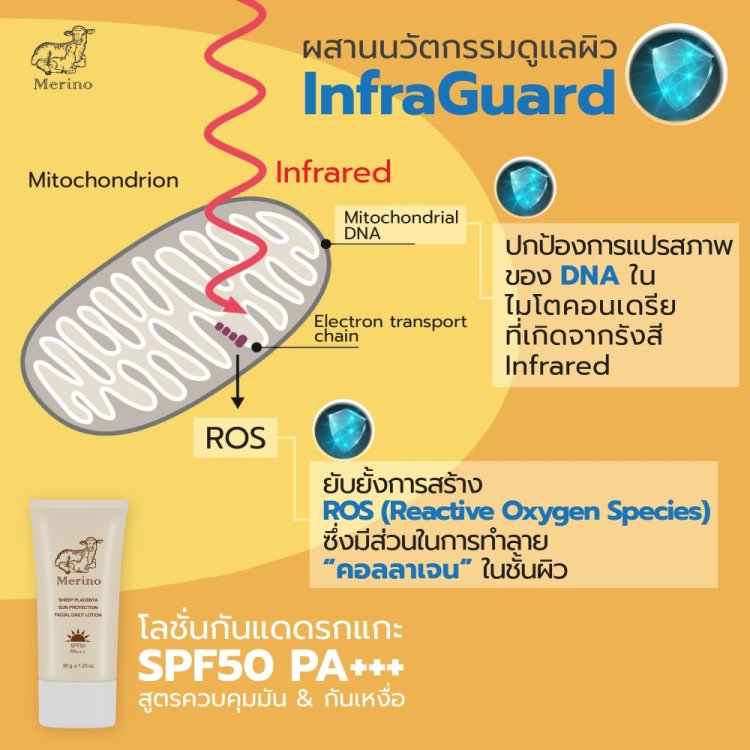 โลชั่นกันแดดรกแกะ SPF50 PA+++