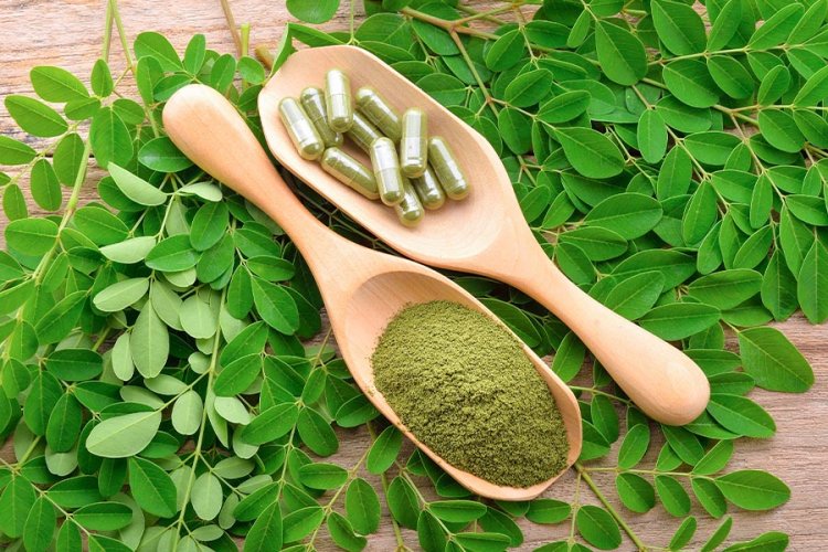 มะรุม (Moringa)