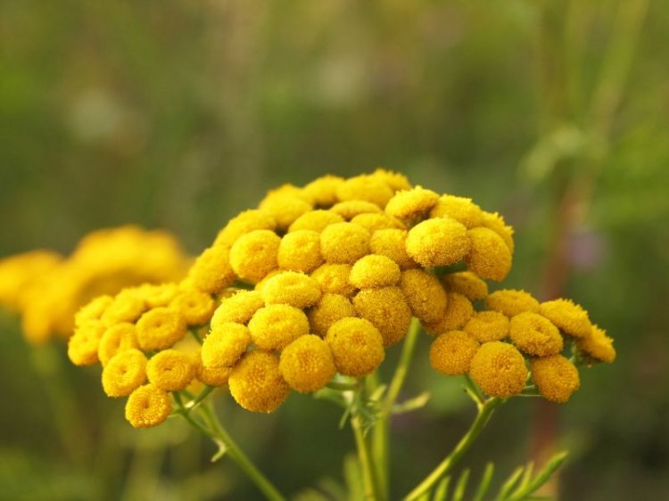 Blue Tansy
