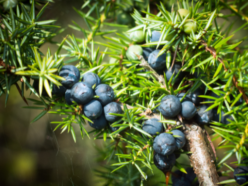 Juniper Berry