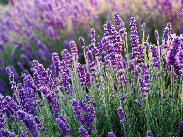 lavender