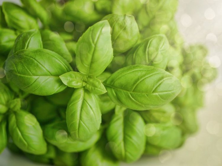 Basil