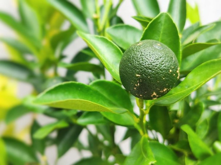 Bergamot