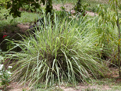 Citronella